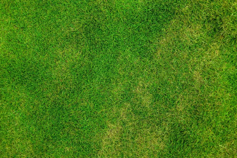 Fills Bare Spots With Fresh, Thick Grass