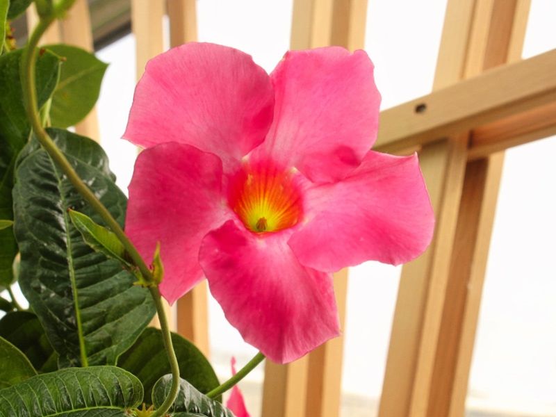 Find A Bright Window As A Houseplant