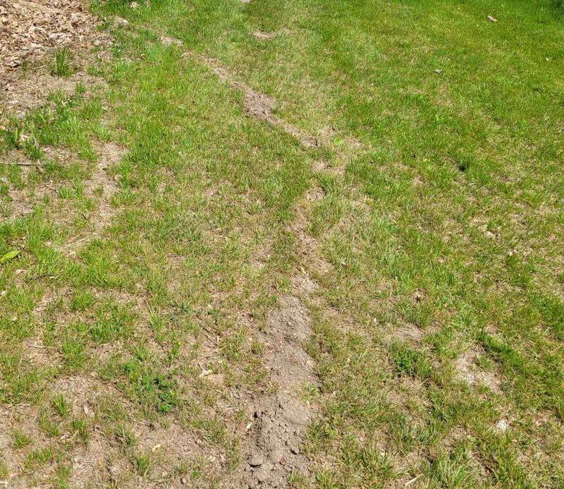 Find Active Mole Tunnels Before Taking Action Find Active Mole Tunnels Before Taking Action