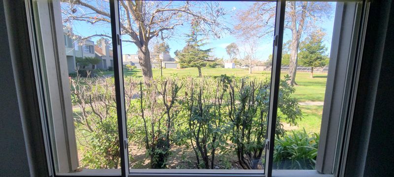 Find Out Who Actually Owns The Shrubs