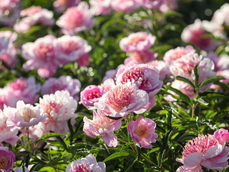 Find Peonies A Better Home Before Winter Arrives Find Peonies A Better Home Before Winter Arrives