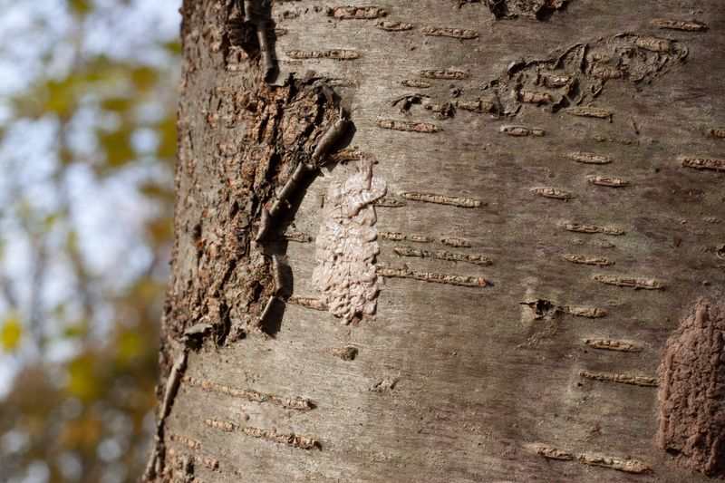 Find Spotted Lanternfly Egg Masses Before Winter Find Spotted Lanternfly Egg Masses Before Winter