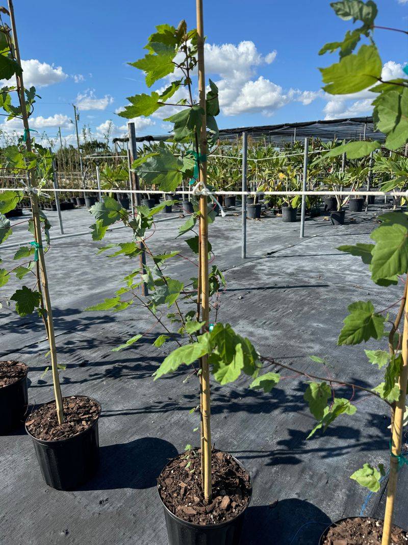 Find The Native Nurseries That Carry What Big Stores Skip