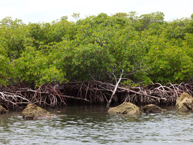 Find The Real Shoreline Before Planting Your First Mangrove Find The Real Shoreline Before Planting Your First Mangrove