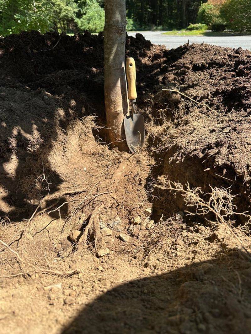 Find The Root Flare Before The Shovel Goes In Find The Root Flare Before The Shovel Goes In