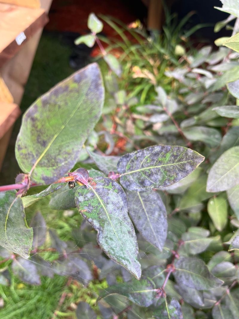 Find The Sticky Honeydew Clue