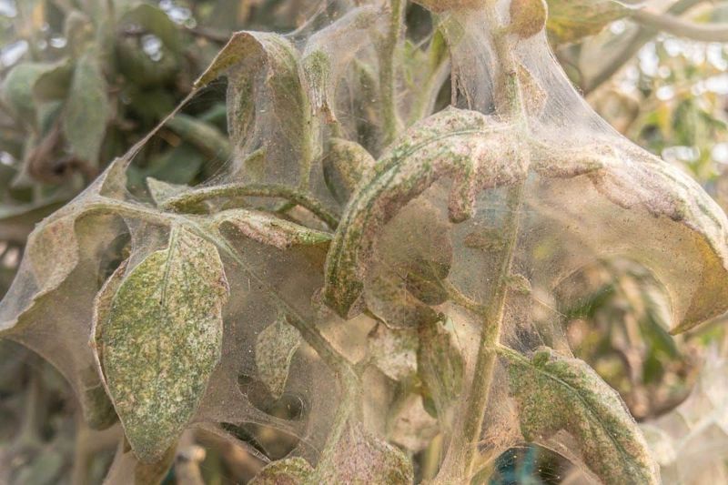Fine Webbing Signals A Growing Problem