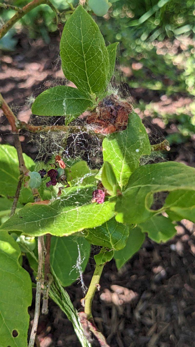 Fine Webbing Signals A Growing Problem
