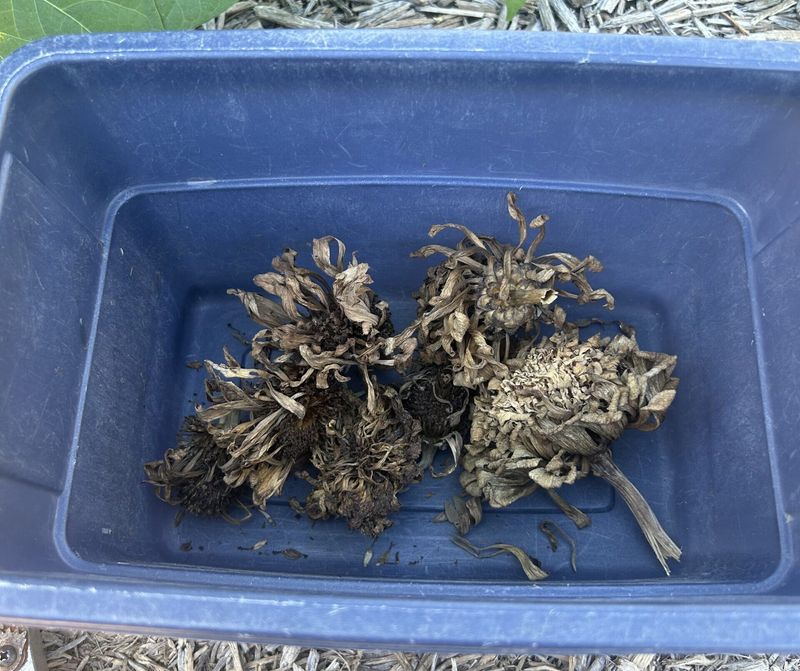 Finish Drying Arizona Seed Heads in Shade