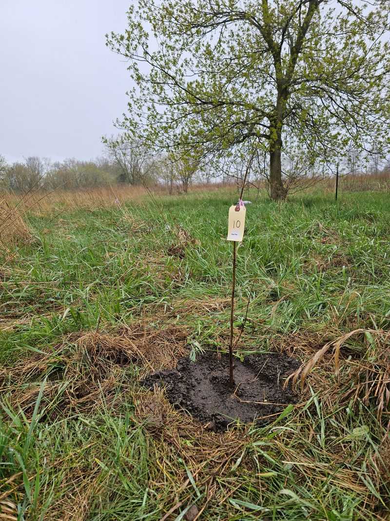 Finish Fall Planting Before The Ground Becomes Unworkable Finish Fall Planting Before The Ground Becomes Unworkable