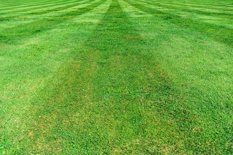 Finish Fall Renovation Before Growth Slows Finish Fall Renovation Before Growth Slows