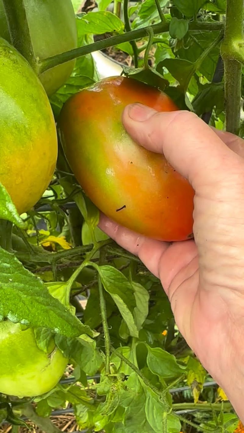 Finishing Slightly Green Tomatoes Indoors With Steady Warmth Finishing Slightly Green Tomatoes Indoors With Steady Warmth