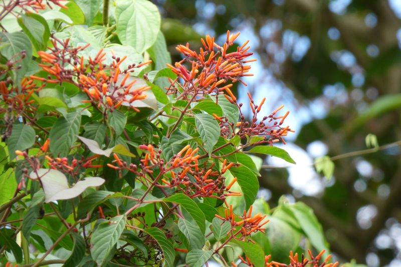 Firebush Blooms Well Into Fall Here