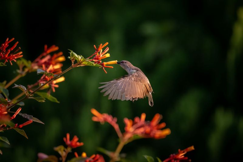 Firebush Brings Hummingbirds Back For More Firebush Brings Hummingbirds Back For More