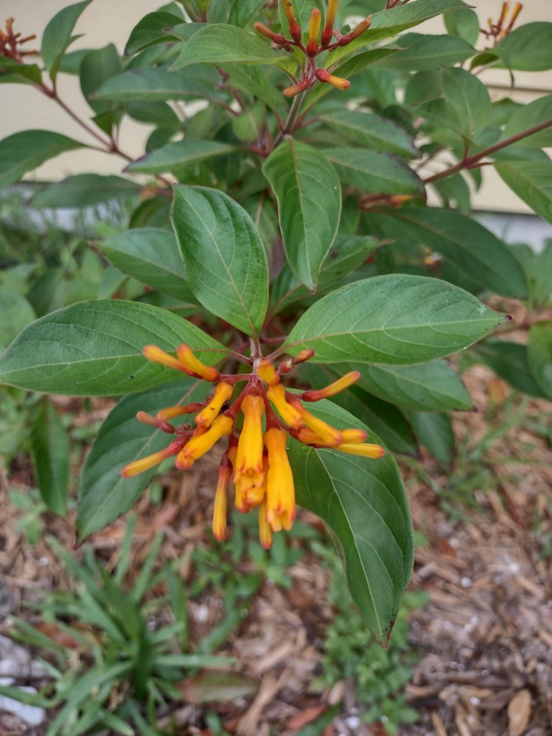 Firebush Brings Similar Color Safely