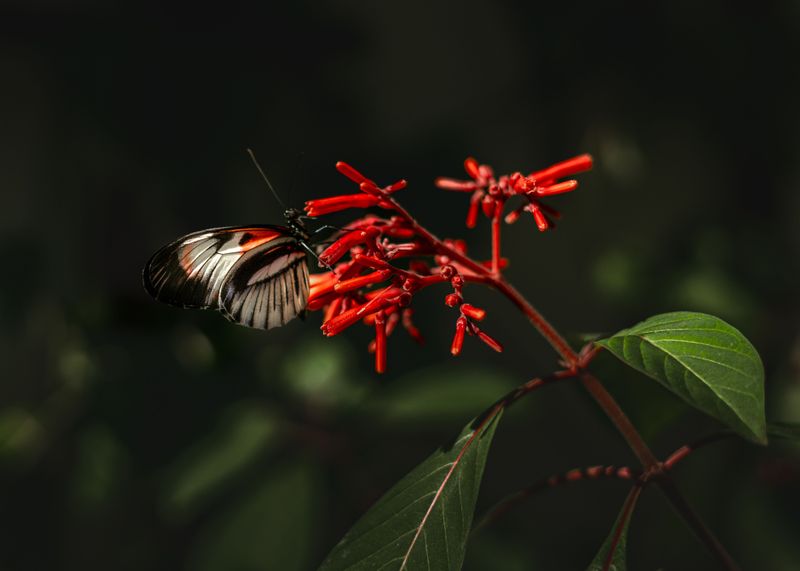 Firebush Draws Insects Before Birds Move In