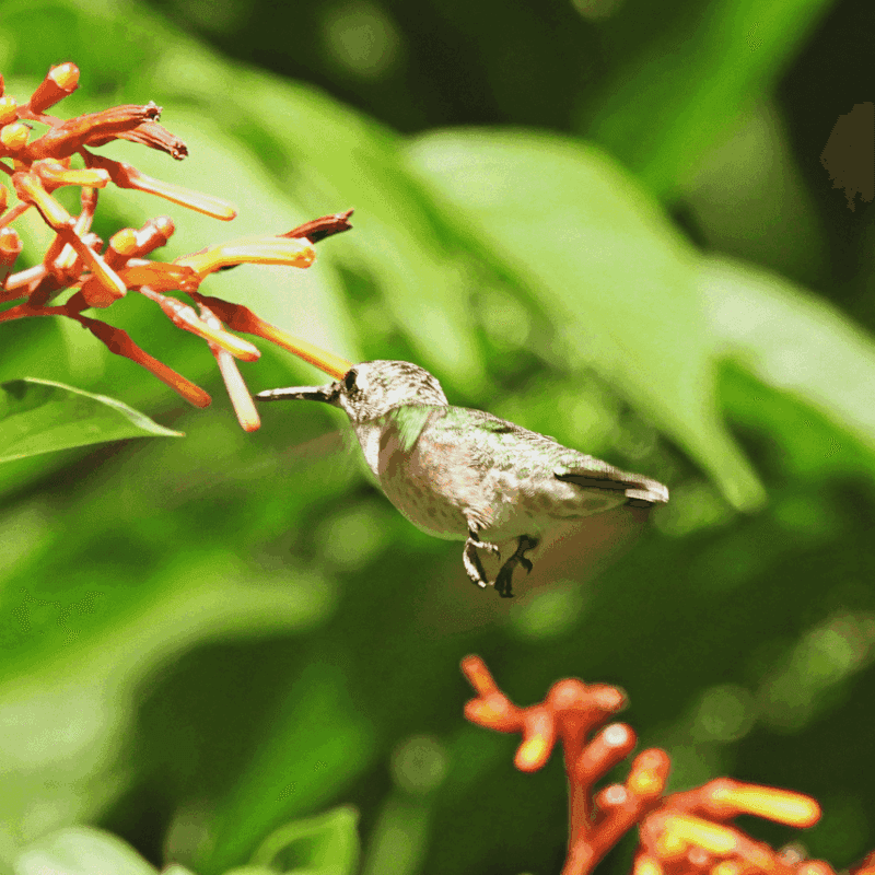 Firebush Gives Hummingbirds A September Nectar Stop Firebush Gives Hummingbirds A September Nectar Stop