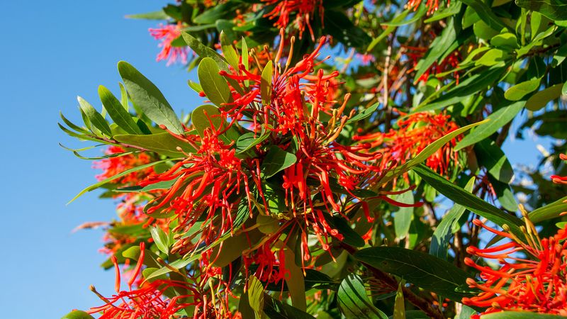 Firebush Keeps Hummingbird Flowers Coming With More Sunshine Firebush Keeps Hummingbird Flowers Coming With More Sunshine