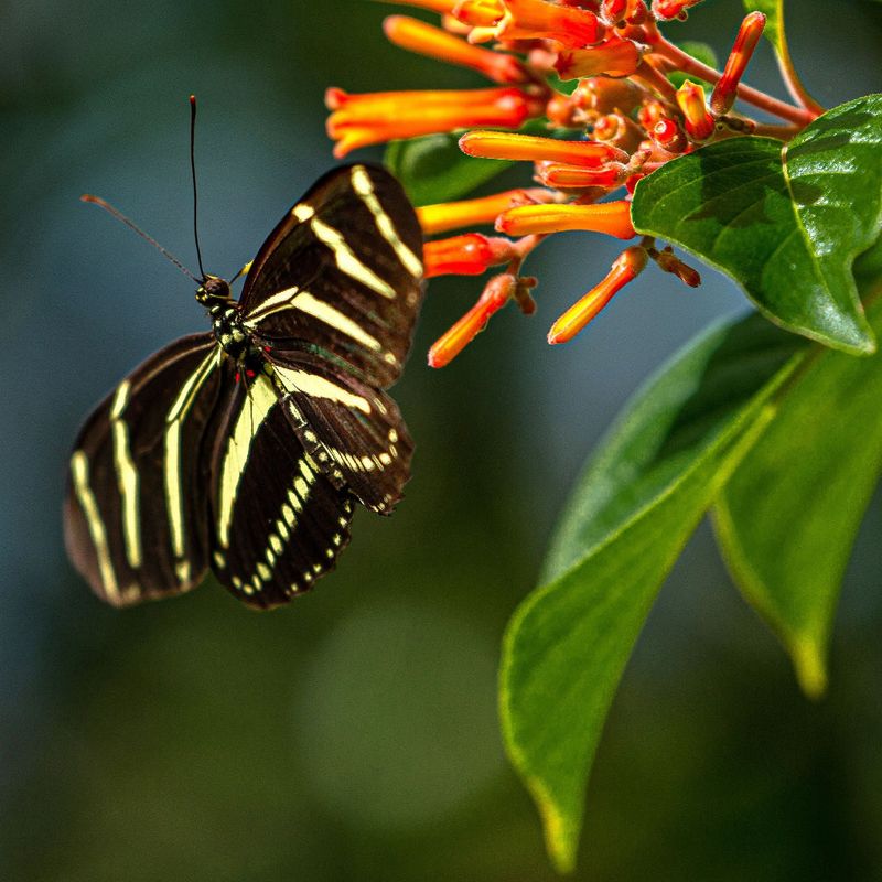 Firebush Lights Up Fall With Butterfly-Attracting Blooms Firebush Lights Up Fall With Butterfly-Attracting Blooms