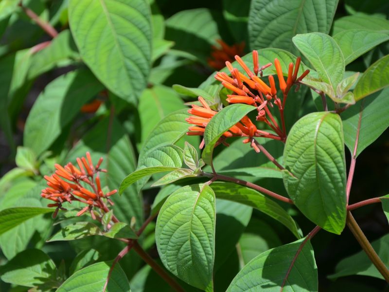 Firebush Lives Up To Its Fiery Autumn Name Firebush Lives Up To Its Fiery Autumn Name