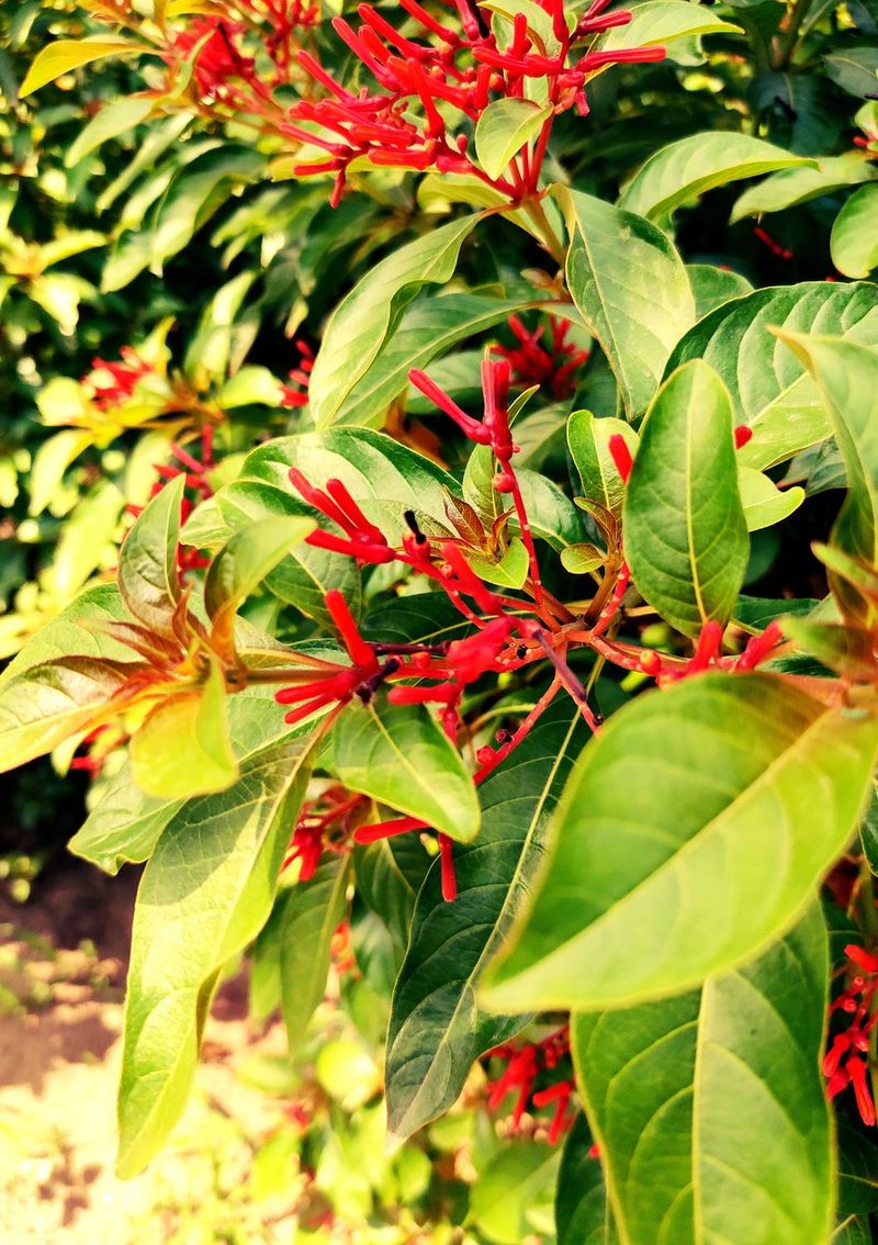Firebush