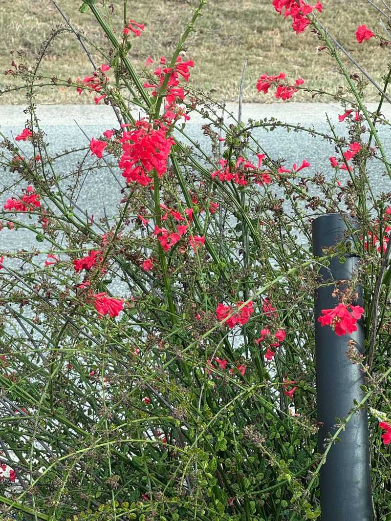 Firecracker Plant Keeps Constant Hummingbird Traffic