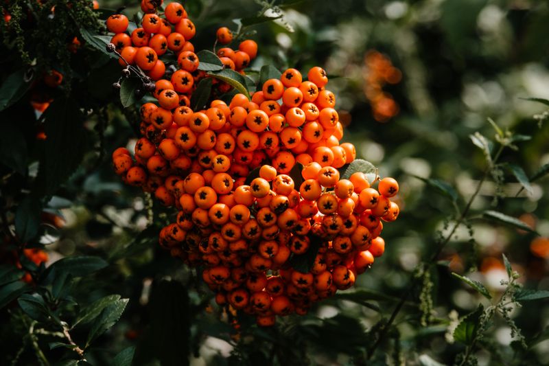 Firethorn For Fiery Orange Clusters Firethorn For Fiery Orange Clusters