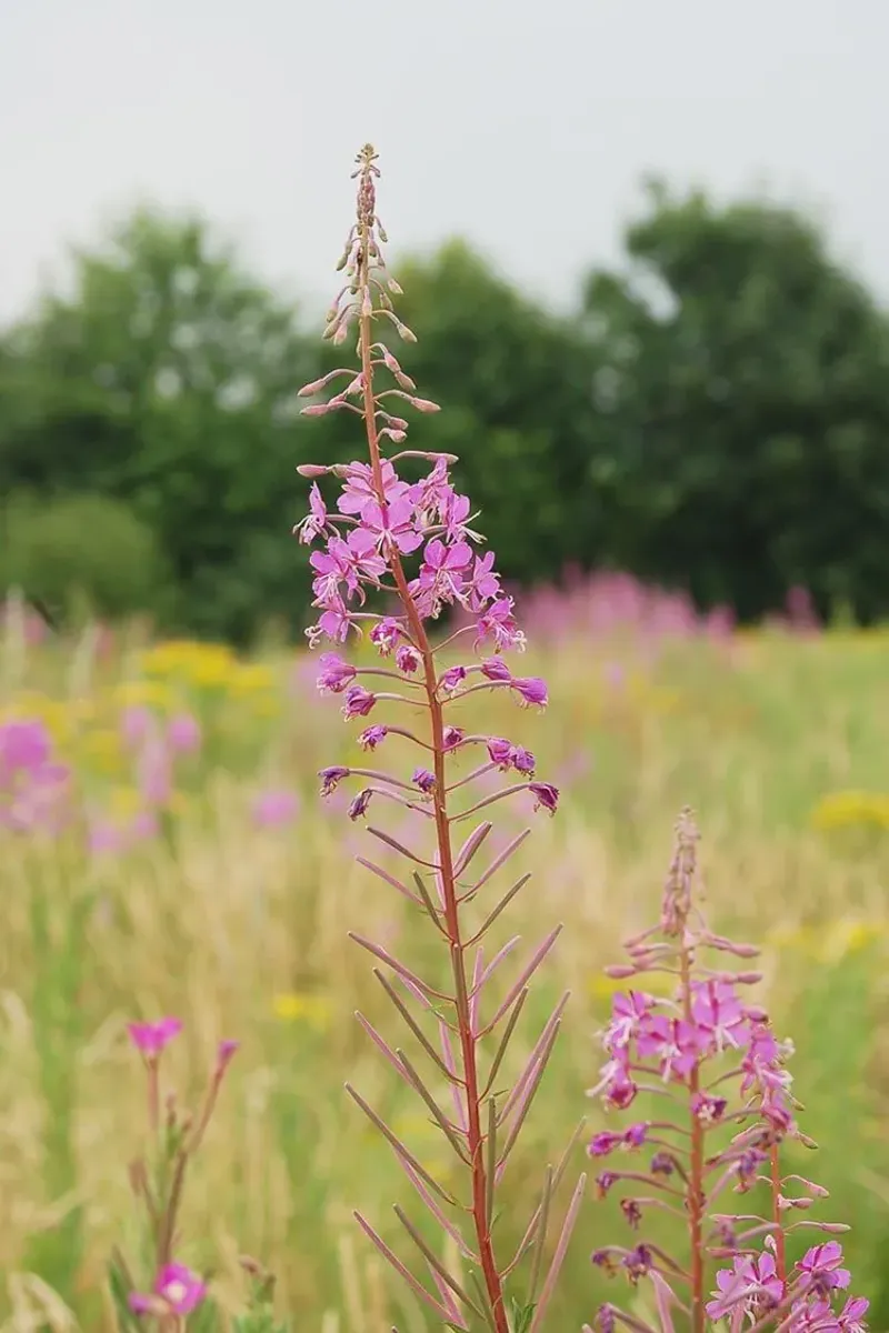 Fireweed (Chamaenerion angustifolium) Fireweed (Chamaenerion angustifolium)