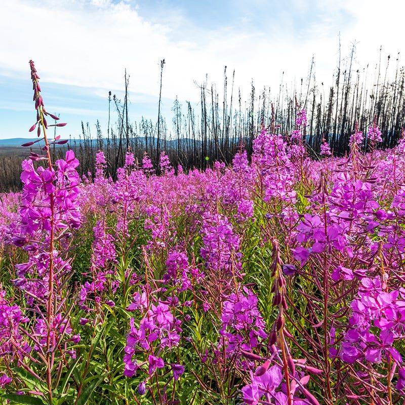 Fireweed (Chamerion angustifolium) Fireweed (Chamerion angustifolium)