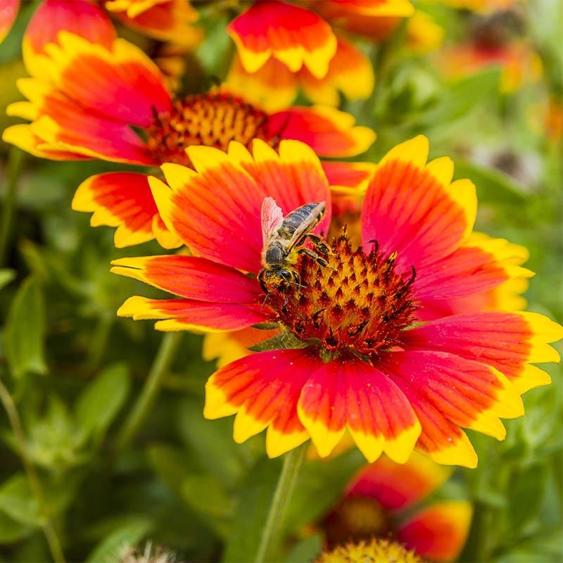 Firewheel (Blanket Flower) Firewheel (Blanket Flower)