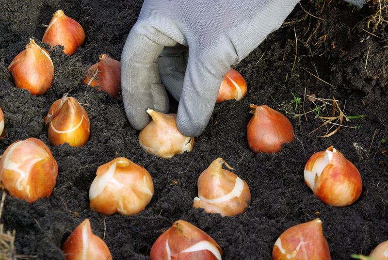 Firm Healthy Bulbs Give You A Better Start Firm Healthy Bulbs Give You A Better Start
