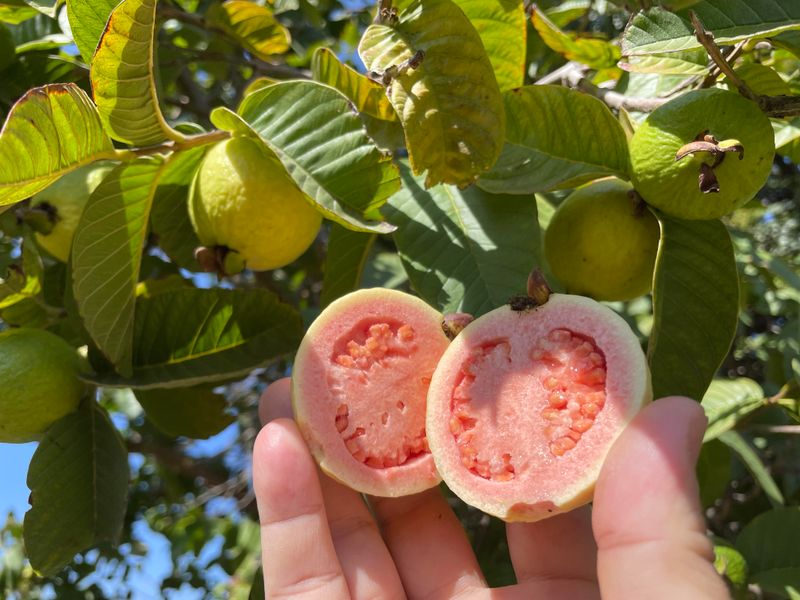 Firm Wood, Sweeter Fruit, And A Calmer Winter Firm Wood, Sweeter Fruit, And A Calmer Winter