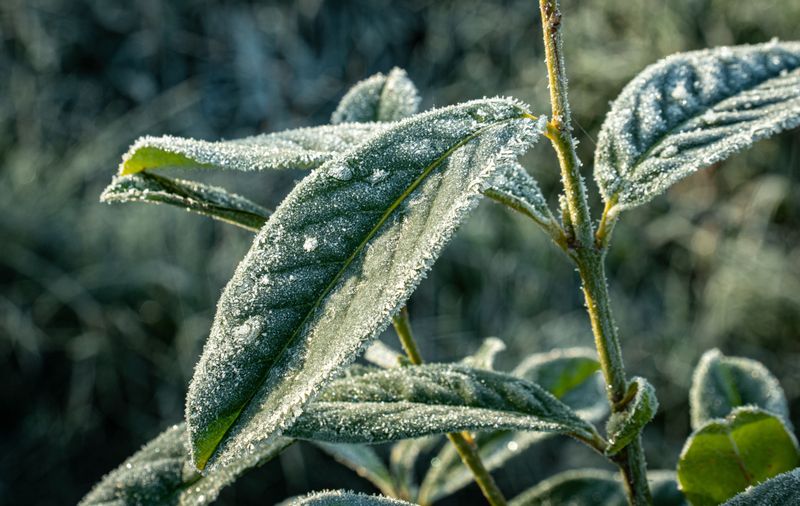 First Frost Date Setting Your Timeline