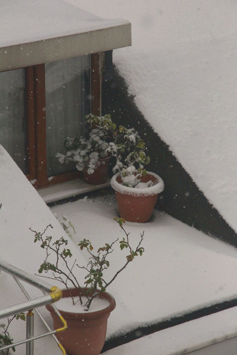 First Frost Dates Arrive Sooner Than Expected First Frost Dates Arrive Sooner Than Expected