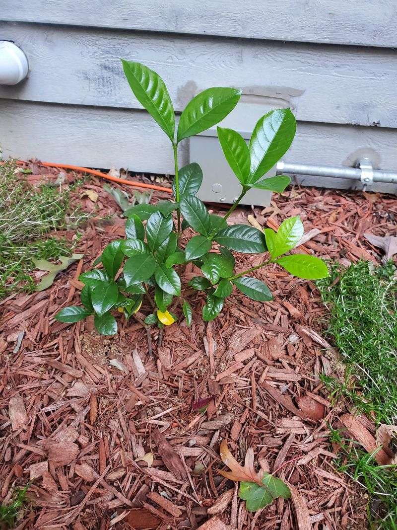 First Year Watering And Winter Care That Pay Off