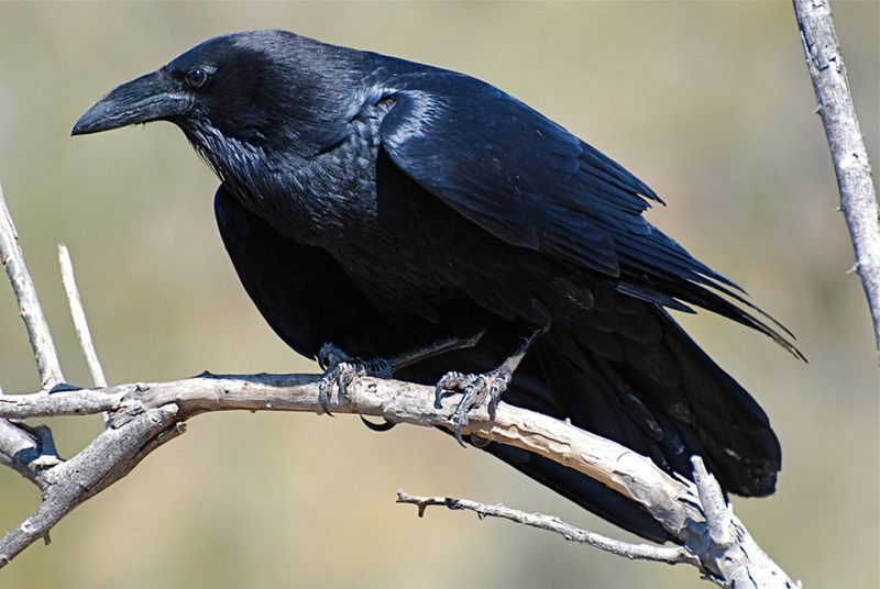 First identify which Arizona raven you are watching First identify which Arizona raven you are watching