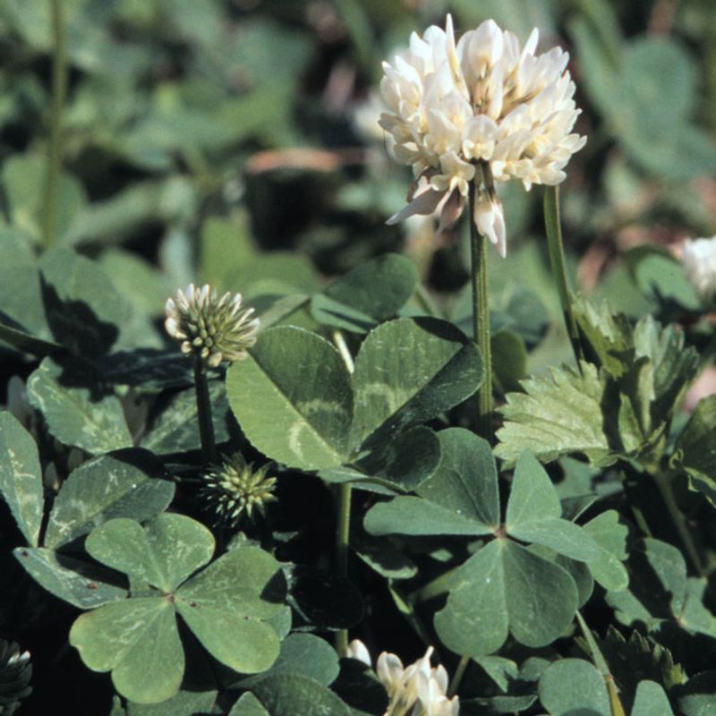 First, make sure that clover is white clover