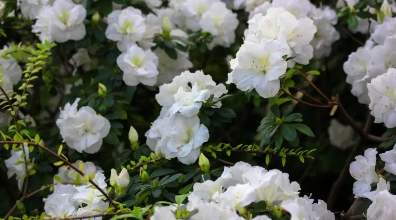 First, verify which “White Rosebud” you bought First, verify which “White Rosebud” you bought
