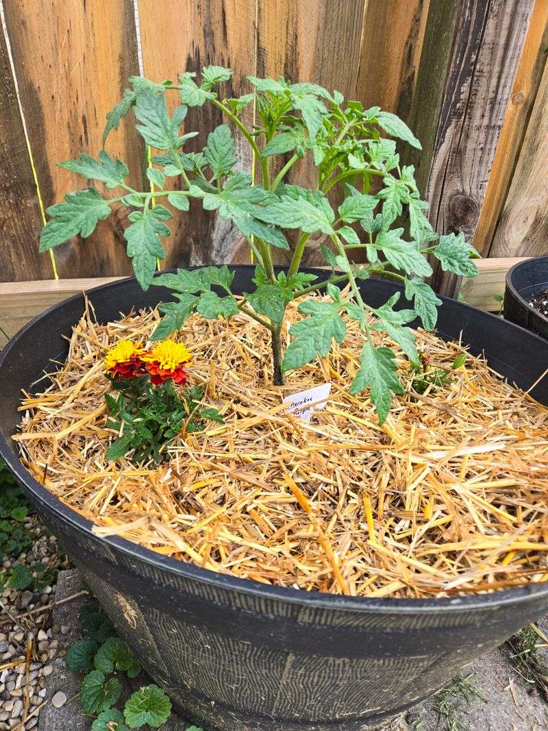 Fish Meal Gives Tomatoes A Slow Nutrient Source Fish Meal Gives Tomatoes A Slow Nutrient Source