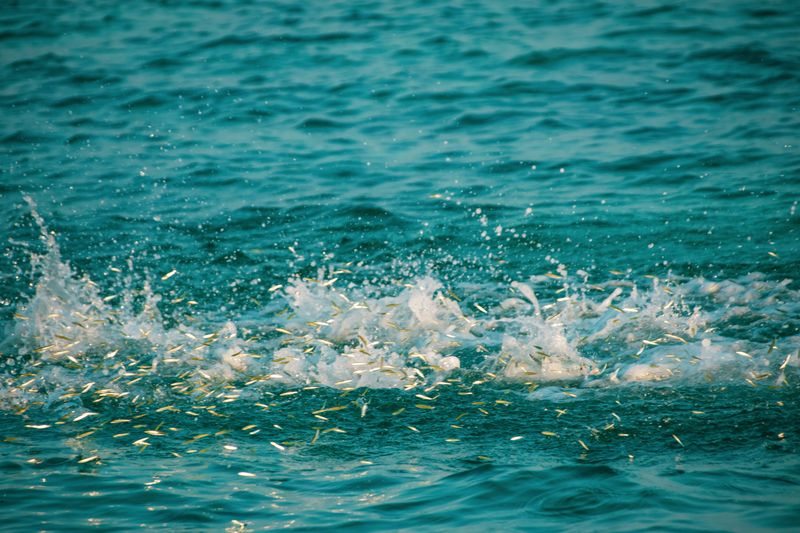 Fish Scatter And Bite Patterns Go Sideways