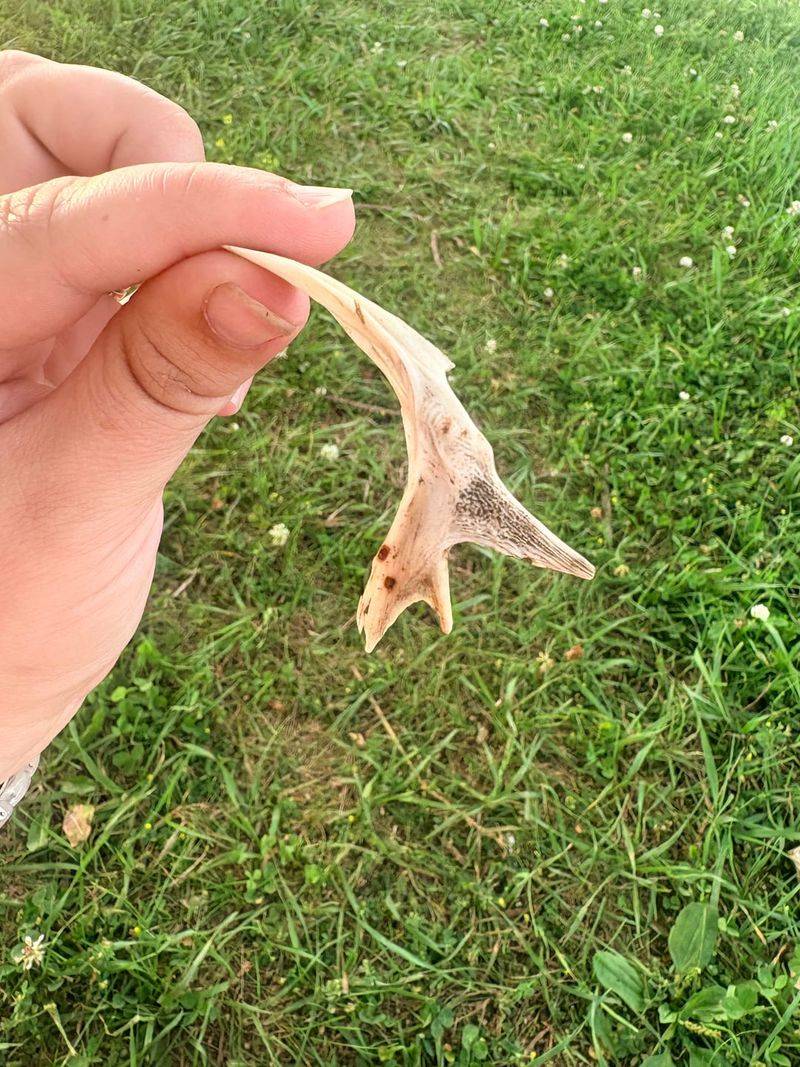 Fish Scraps From A Great Lakes Catch