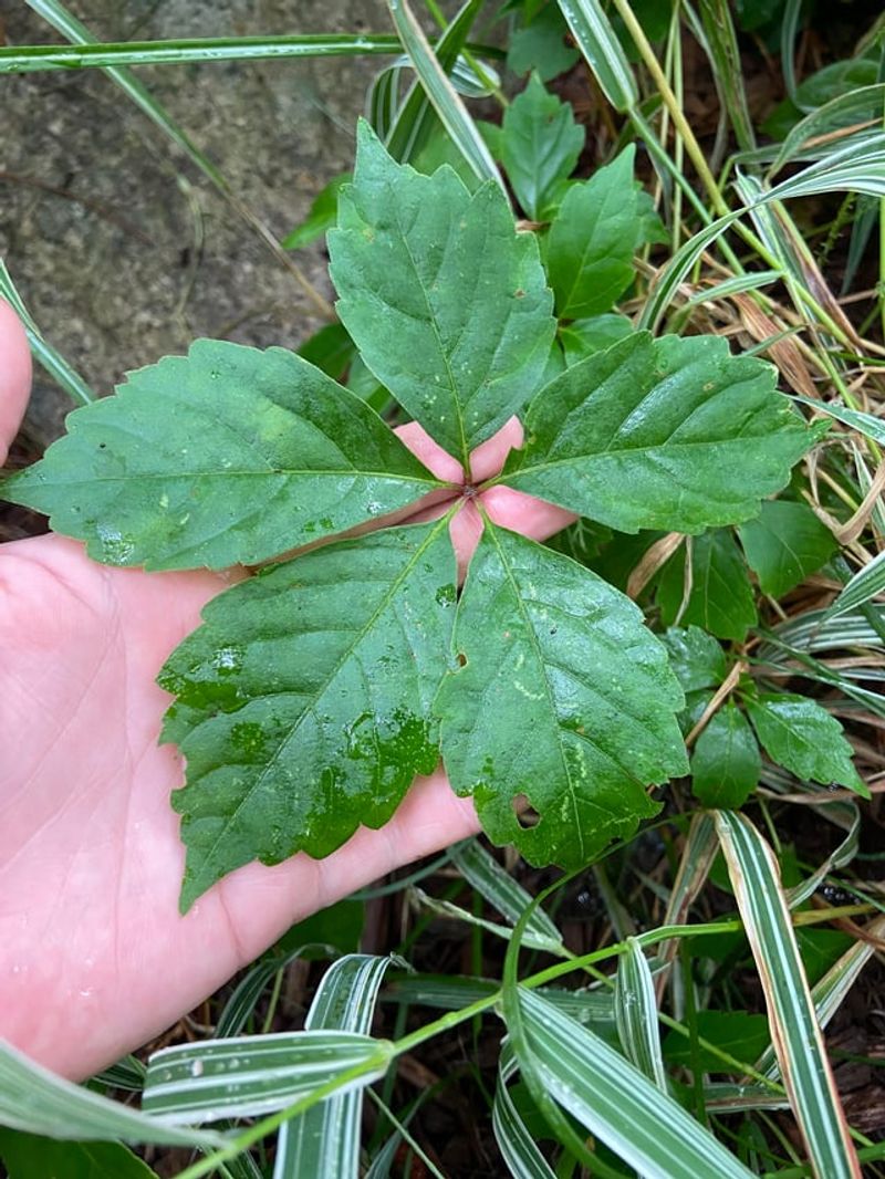 Five Leaflets Tell It Apart From Poison Ivy Five Leaflets Tell It Apart From Poison Ivy