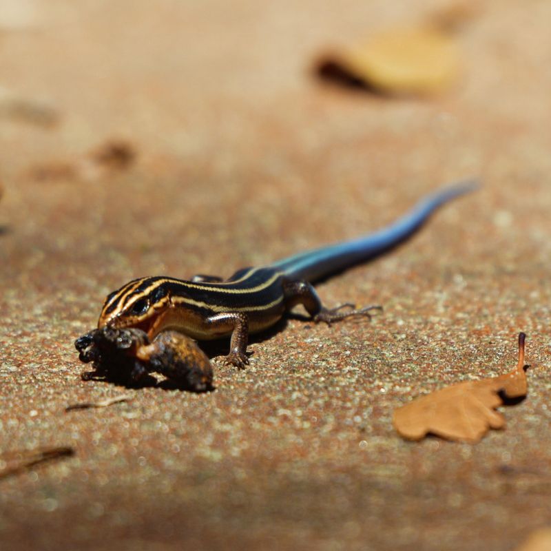 Five Lined Skinks Help Keep Unwanted Insects Under Control