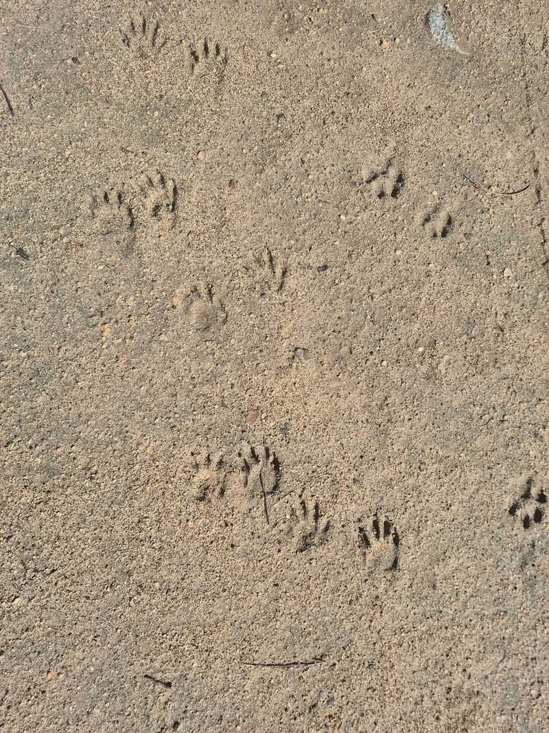 Five-Toed Handlike Tracks In Mud Five-Toed Handlike Tracks In Mud
