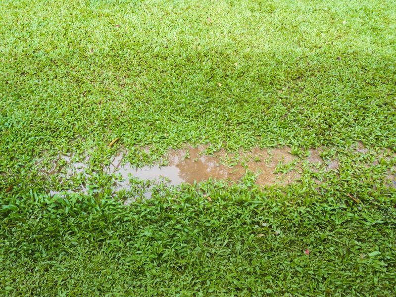 Fix Poor Drainage Before Replacing The Grass