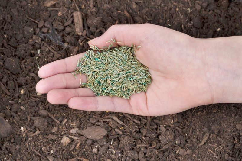 Fix Seed Contact For Better Lawn Growth Fix Seed Contact For Better Lawn Growth