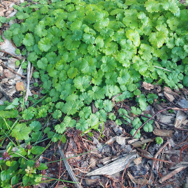 Fix The Conditions That Help It Spread