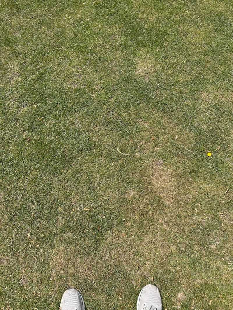 Fix The Reason Grass Failed Before Reseeding