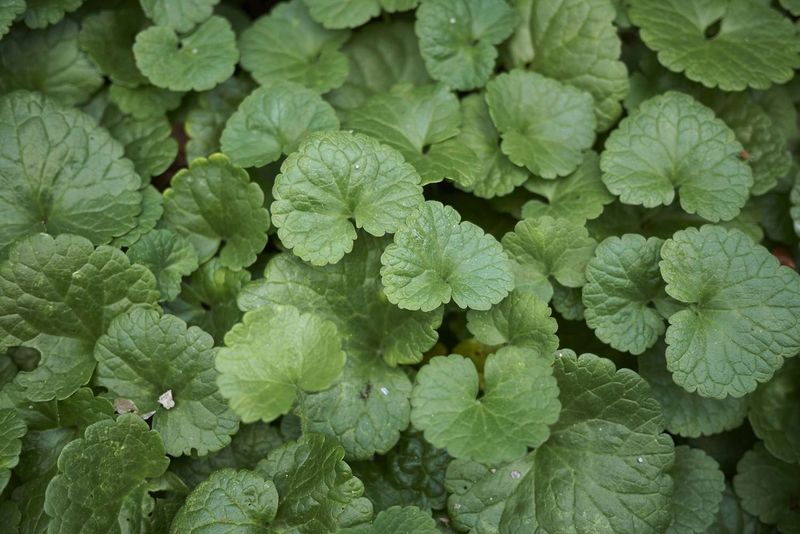 Fix The Shady, Soggy Spots Weeds Love Fix The Shady, Soggy Spots Weeds Love