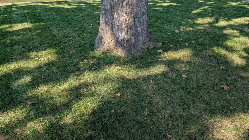 Fix Thin Grass Under Tree Canopies